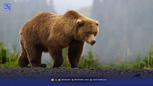 خرس‌های سبلان راه خانه آدم‌ها را  پیدا ‌ کردند