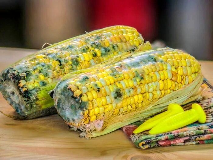 اگر غذای کپک زده بخوریم چه میشود؟