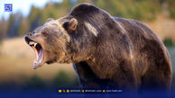 لحظه وحشتناک حمله خرس به انسان بعد از آزاد شدن + فیلم