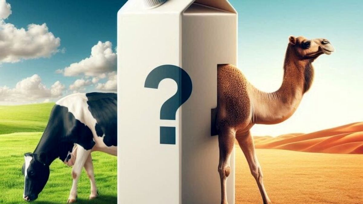 مقایسه کامل خواص شیر شتر و شیر گاو؛ کدامیک را باید انتخاب کنیم؟