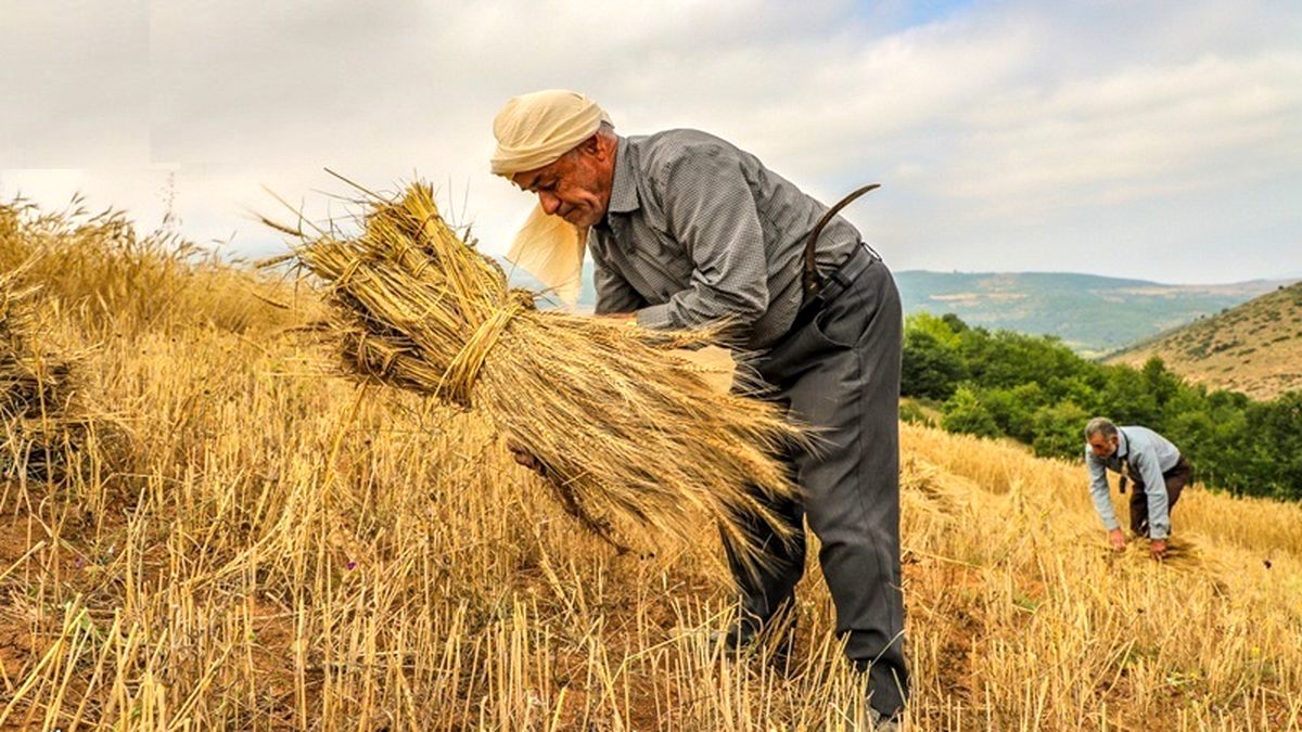 انتقاد از تأخیر در اعلام قیمت خرید گندم