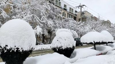 درخت‌کشی در تاریکی| ۱۸۰ هکتار «جنگل دست‌کاشت» اراک قربانی توسعه بی‌قانون 