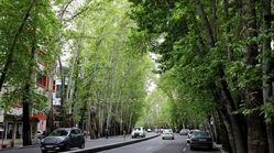 تکذیب شایعه قطع درختان خیابان ولیعصر توسط شهرداری