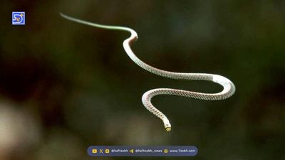 آیا مار پیتون برمه‌ای قادر به بلعیدن انسان است؟ نتیجه ترسناک یک پژوهش