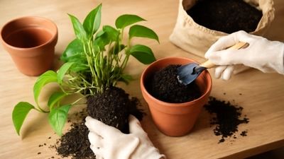 ملکه مار و سوسمار; شجاع‌ترین زن ایران که به جای عروسک با مار و کروکودیل بزرگ شد