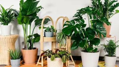 چگونه از گیاهان آپارتمانی در تابستان مراقبت کنیم؟
