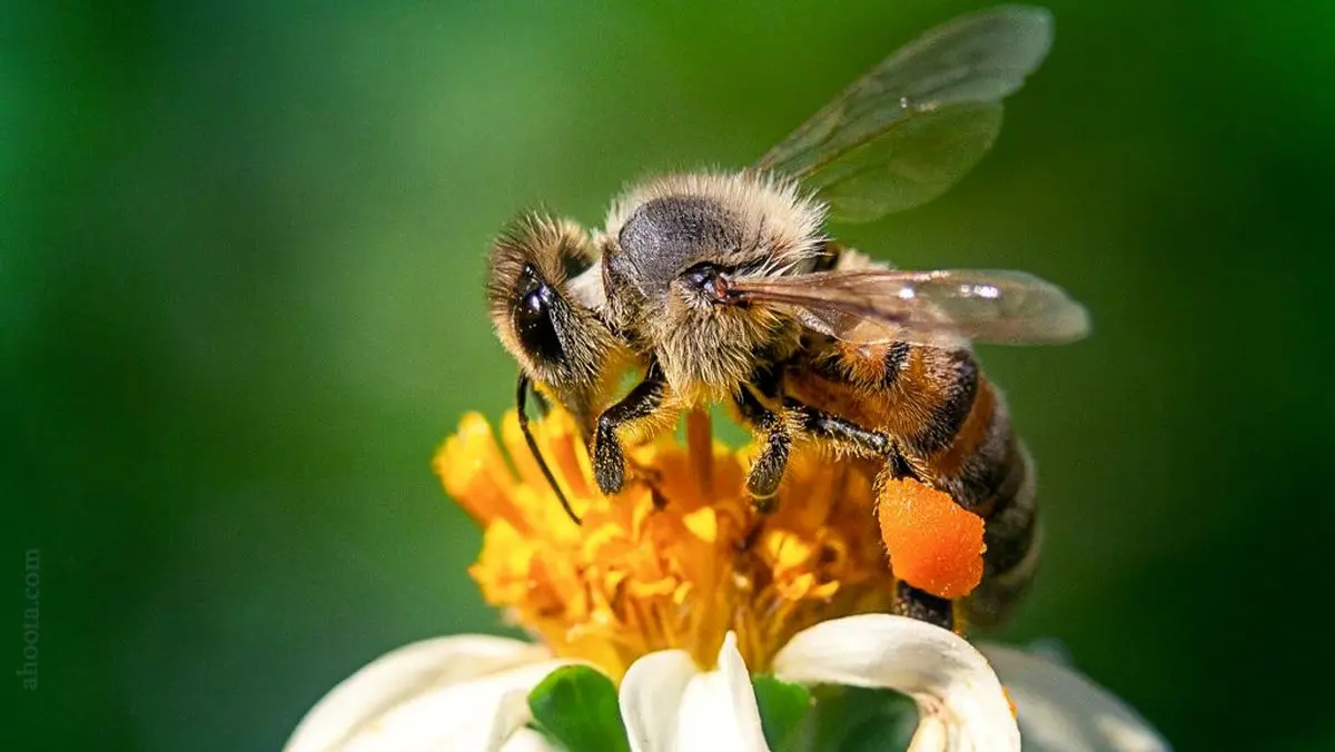 زنبورهای قاتل کابوس جانوران دیگر هستند؛ اما قورباغه‌های بی‌باک برکه آن‌ها را یک لقمه می‌کنند