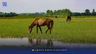 بوته‌ها پیشروی می‌کنند اما‌ اسب‌ها‌ محاکـمه‌ می‌شوند
