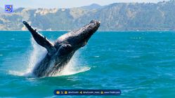 نهنگ‌های میان‌رده اتریوم به سودهای بی‌سابقه ای رسیدند!