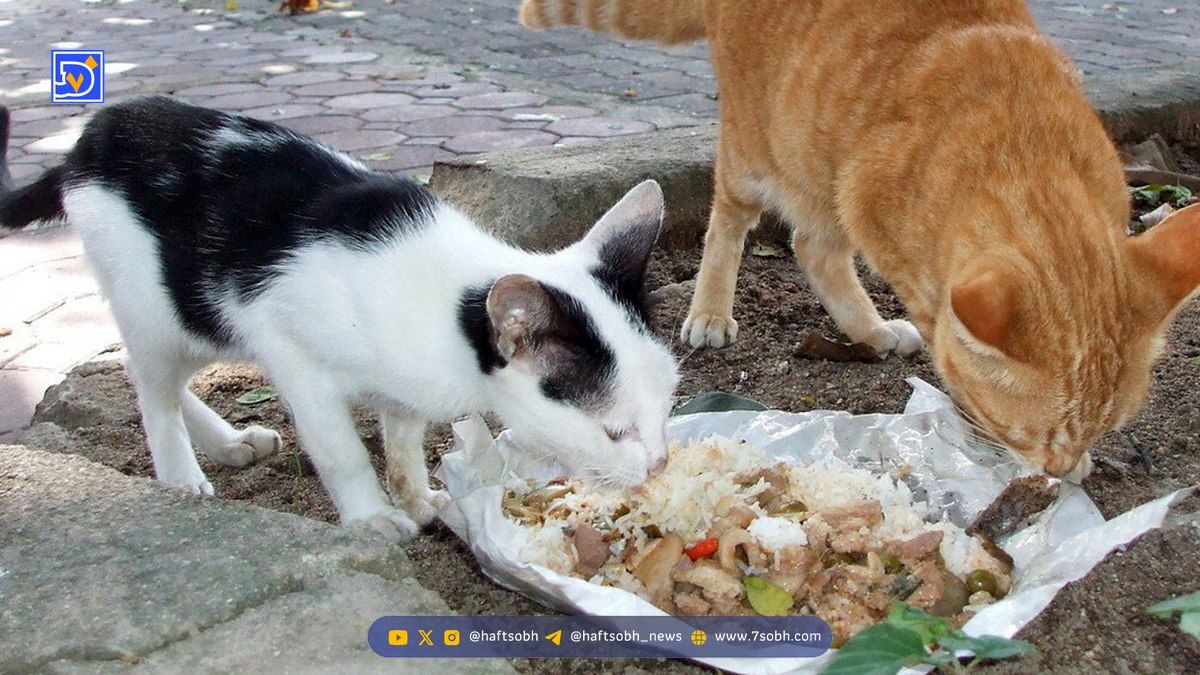 باید جایی برای ریختن غذای حیوانات فراهم شود