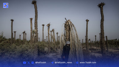 خاکستر خرما| عاملی به نام سد گتوند و آتش‌سوزی نخلستان‌ها