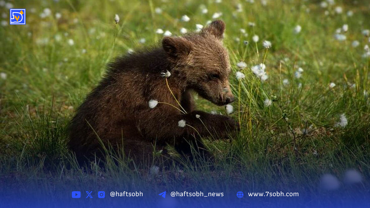 معمای توله خرس گمشده در پردیسان | خطرناک نیست اما بیخطر هم نه
