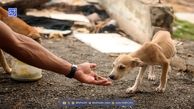کلاهبرداری اینستاگرامی همسر بازیگر معروف سینما به اسم حمایت از حیوانات!