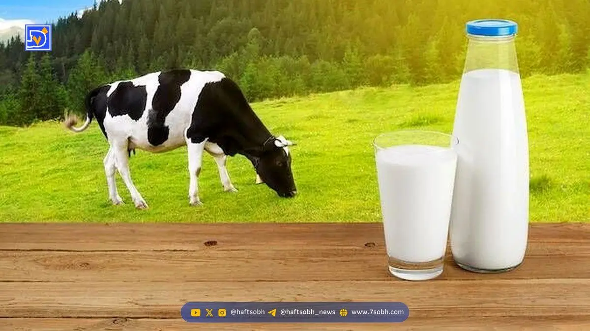 قیمت شیر شوکه‌کننده شد؛ گرانی ۶۰درصدی شیرخام