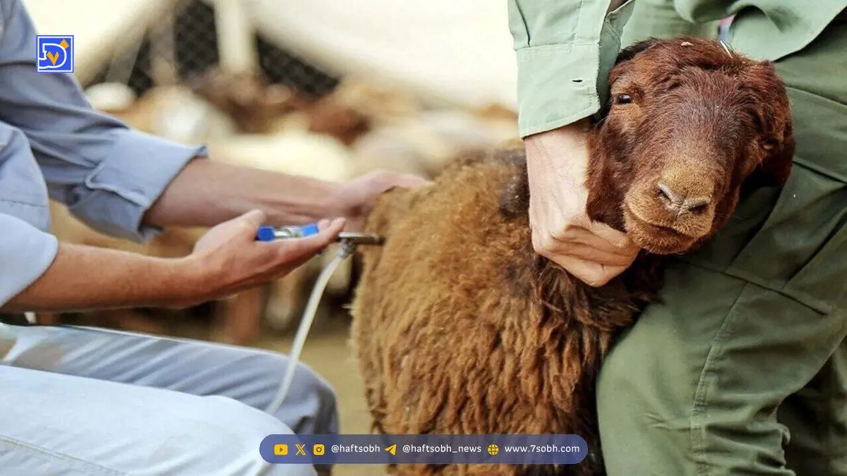 آیا «تب برفکی» از گوشت و شیر به انسان منتقل می‌شود؟