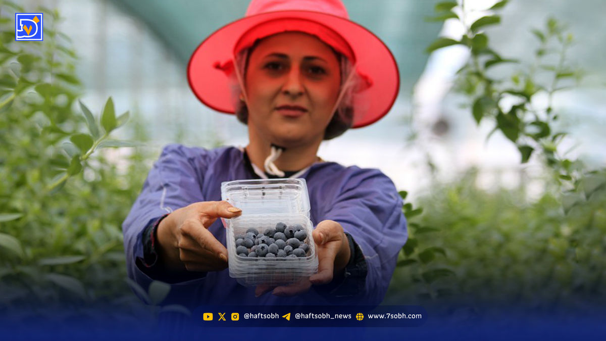 پنج میوه برای جلوگیری از ‌‌ابتلا به سرطان ‌