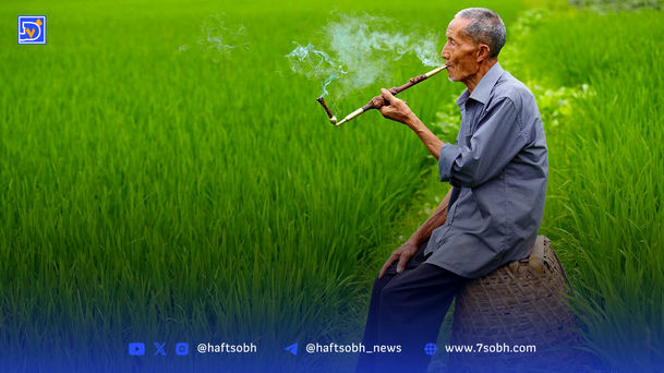 بذر چینی در خاک آمریکا