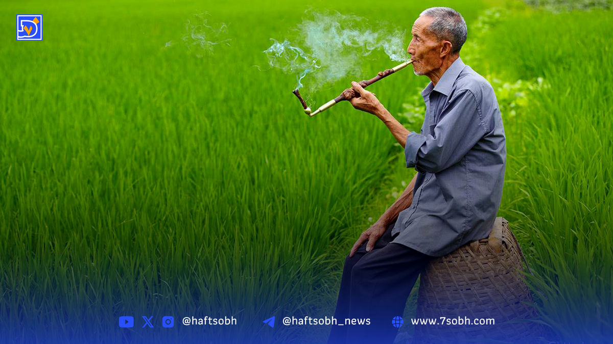 بذر چینی در خاک آمریکا