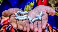بزرگ‌ترین چالش پرورش کرم ابریشم در گلستان؛ خام‌ فروشی پیله‌‌ها