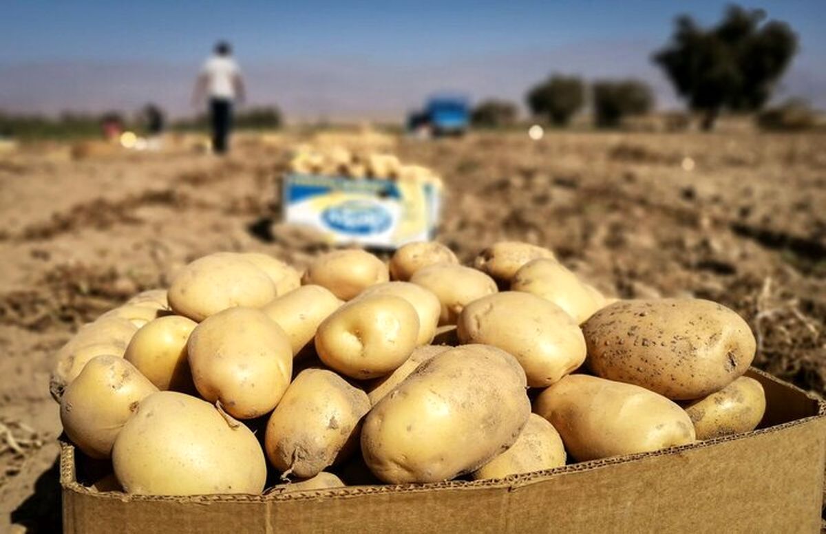 چرا قیمت سیب‌زمینی بالا رفت؟