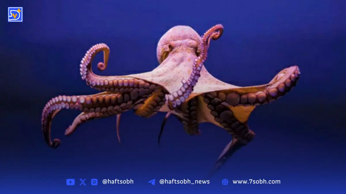 هیولای ژله‌ای و عجیب غریب در اعماق دریا پیدا شد + عکس