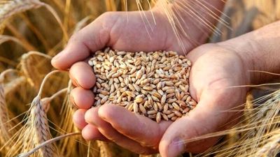 اعلام قیمت جدید گندم در ۸ اردیبهشت ۱۴۰۴