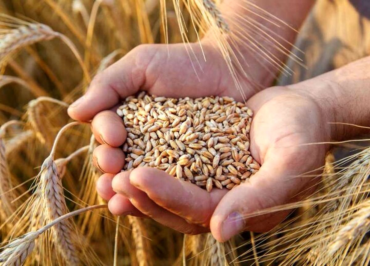 افزایش قیمت خرید گندم صحیح است
