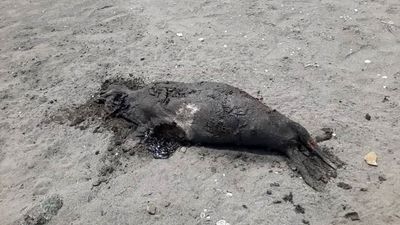 سرقت‌های سریالی آقای غریق نجات
