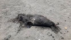 
کشف لاشه فوک خزری در ساحل رضوانشهر
