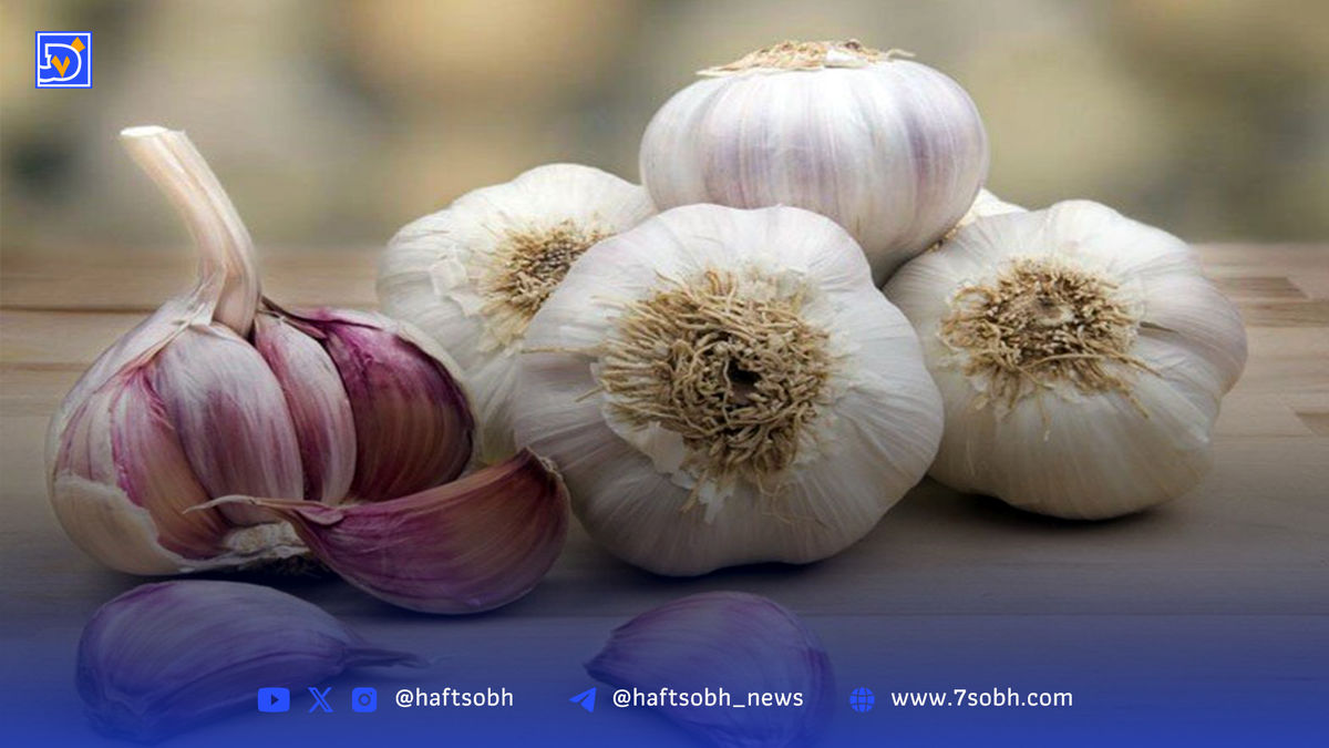 مصرف روزانه سیر چه فوایدی برای بدن دارد؟