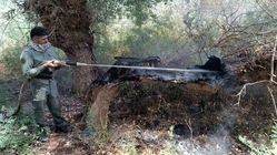 آتش‌سوزی ارتفاعات مانشت سیروان