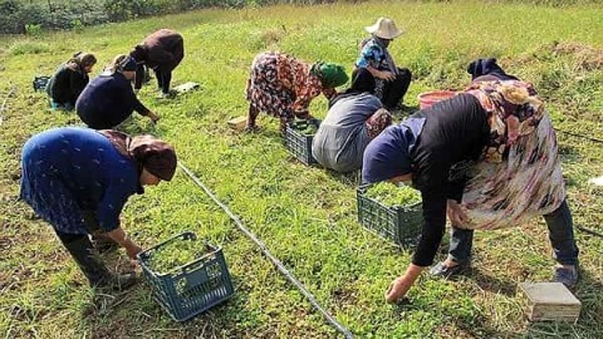 نفستان را با گیاه نعناع خوشبو کنید