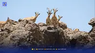  طبیعت، تاوان پسماندهای معدنی را می‌دهد