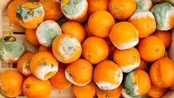 ماجرای پرتقال سمی در ایران چیست / ترس و وحشت در بازار میوه و تره بار