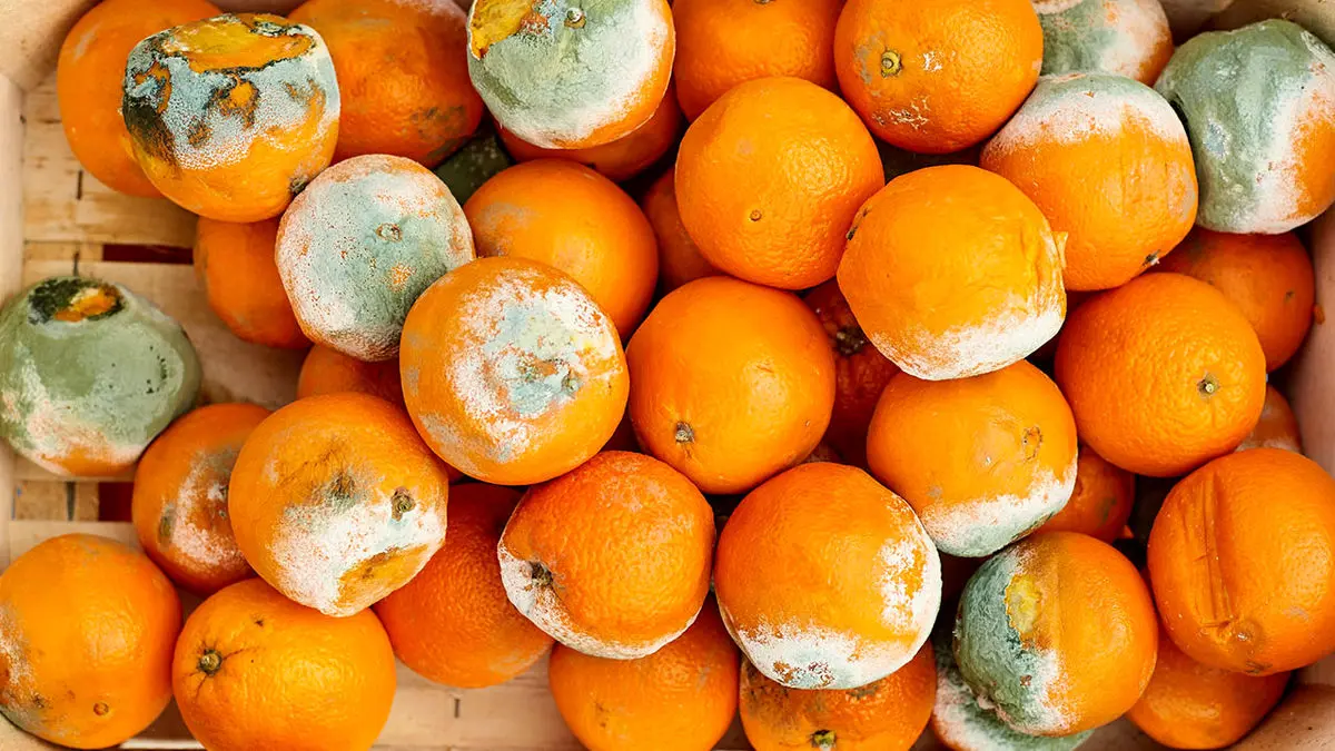 ماجرای پرتقال سمی در ایران چیست / ترس و وحشت در بازار میوه و تره بار