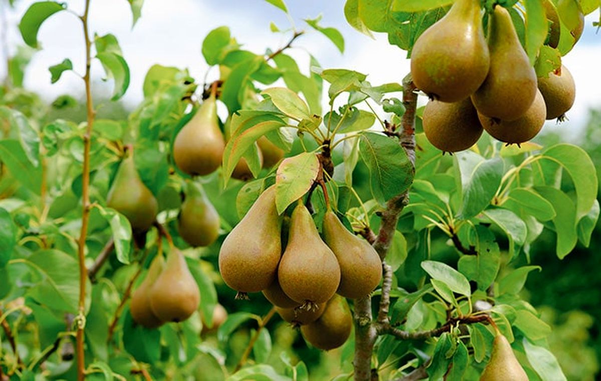 میوه معجزه‌آسا؛ کاهش وزن و پیشگیری از سرطان با یک گزینه طبیعی